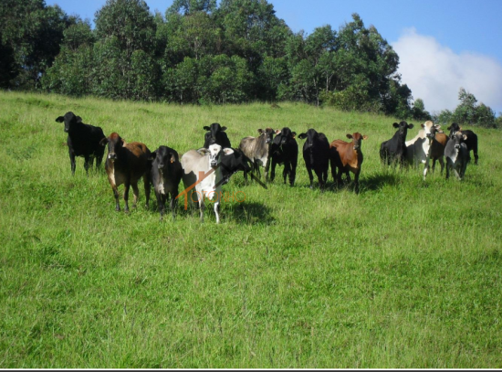 fazenda-venda-pimenta-mg-470158