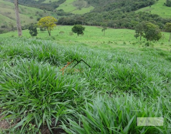 fazenda-venda-pimenta-mg-470165