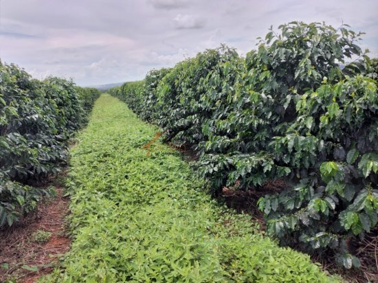 fazenda-venda-pimenta-mg-785651